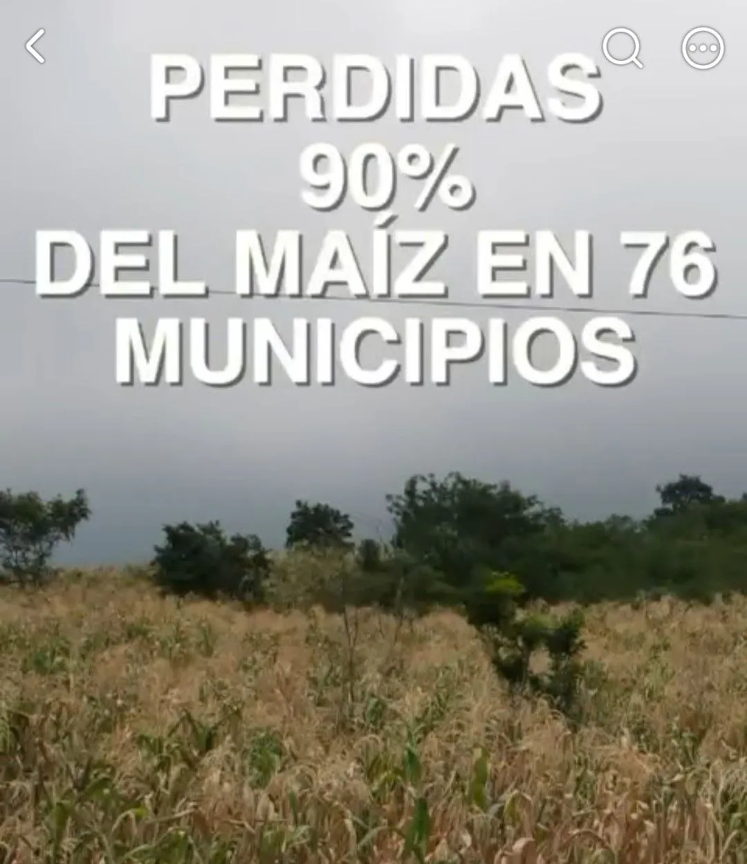 SEQUÍA DEJA PÉRDIDAS DE 90% EN MAÍZ DE 76 MUNICIPIOS DE CHIAPAS
